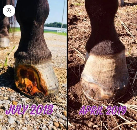 F1 Hoof and Mane: Horse Supplement for Hooves, Skin, and Hair 3.85kgs